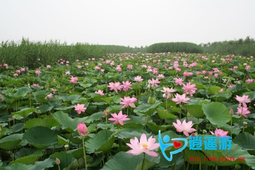 白洋淀2.jpg